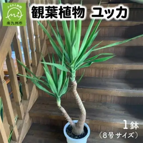 観葉植物 ユッカ1鉢【1768108】