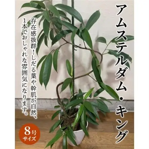 観葉植物 アムステルダム・キング1鉢【1768134】