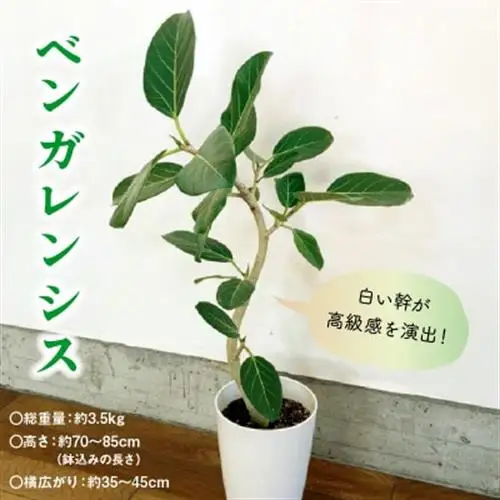 観葉植物 ベンガレンシス7号サイズ1鉢【1768170】