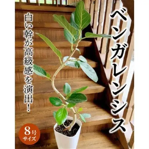 観葉植物 ベンガレンシス8号サイズ1鉢【1768376】