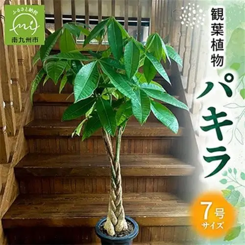 観葉植物 パキラ1鉢【1768416】