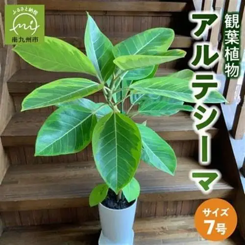 観葉植物 アルテシーマ1鉢【1768438】