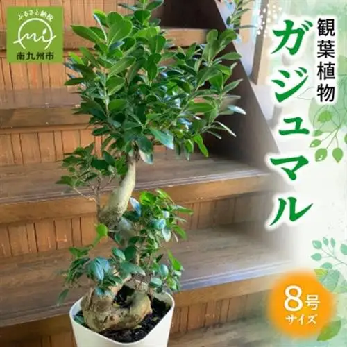 観葉植物 ガジュマル1鉢【1768451】