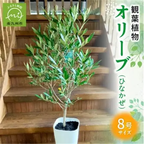 観葉植物 オリーブ(ひなかぜ)1鉢【1768457】