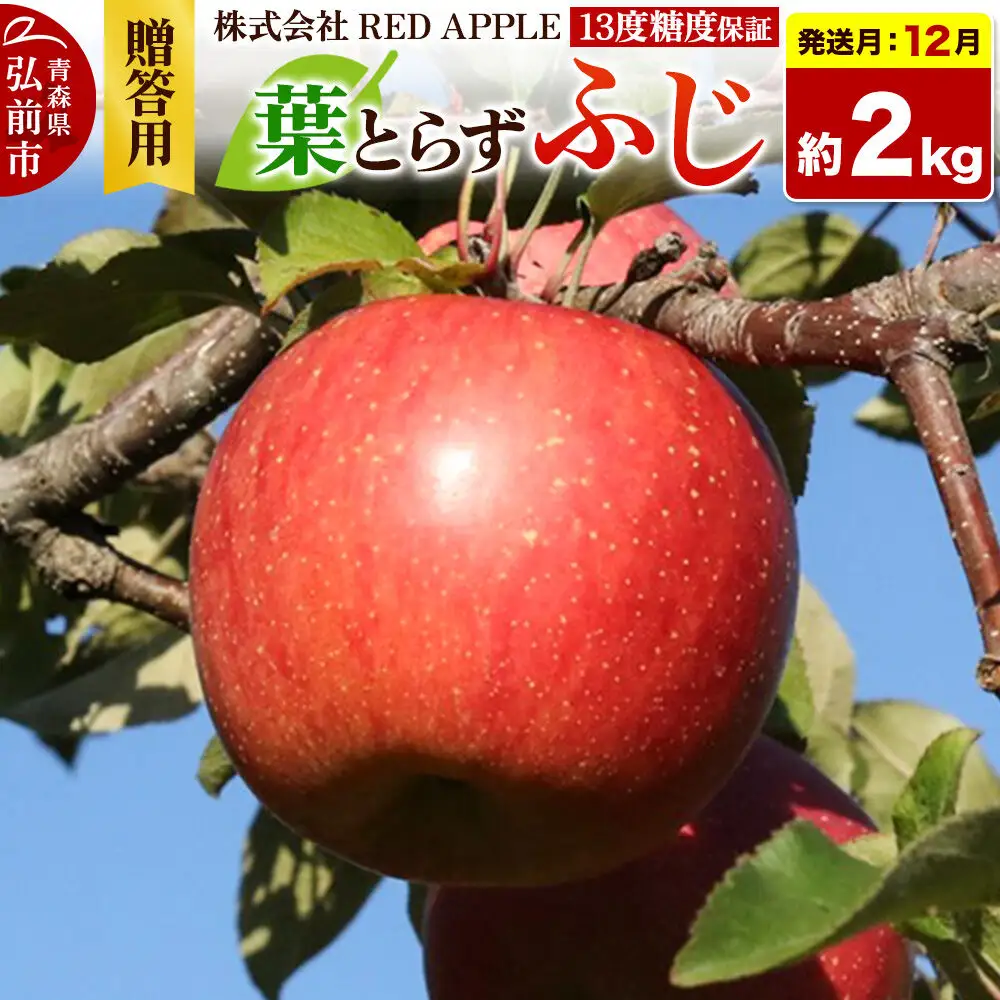 【26年12月上旬～発送】りんご 葉とらずふじ【贈答用】約2kg 13度糖度保証 先行受付