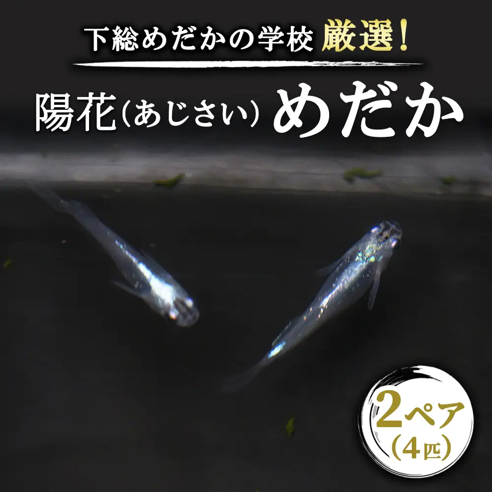 下総めだかの学校厳選！紫陽花（あじさい）めだか 2ペア4匹 生き物 鑑賞