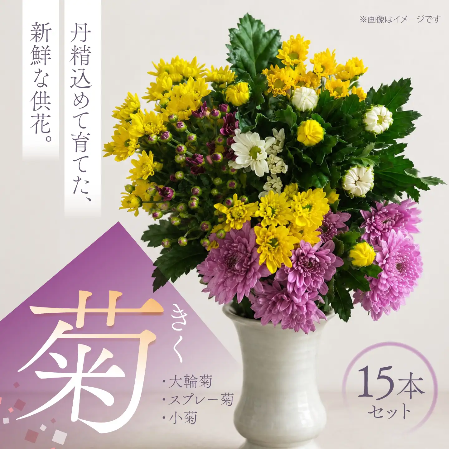 菊 15本セット 【柴田花園】 菊 生花 花[HCH001]