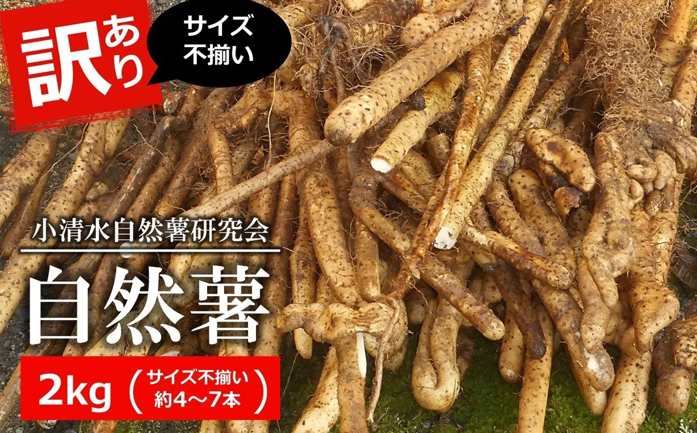 【先行予約・数量限定】小清水の自然薯 サイズ不揃い 2kg（約4～7本入） じねんじょ山芋 とろろ 訳あり[Y0629]