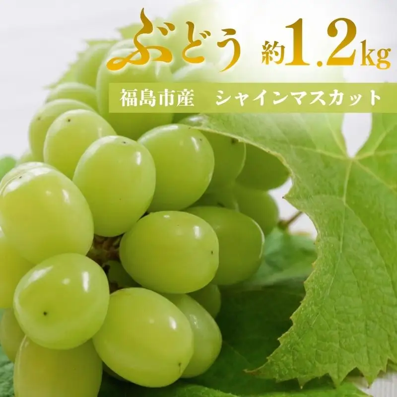 No.3371 アグリード 福島市産 シャインマスカット 約1.2kg（2房）【2026年発送】