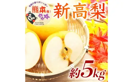 新高梨 約5kg （ 6 ～ 16玉 ） 梨 なし ナシ 果物 くだもの フルーツ 果実 果汁 果肉 国産 熊本県産 【 2026年9月上旬から10月上旬発送予定 】