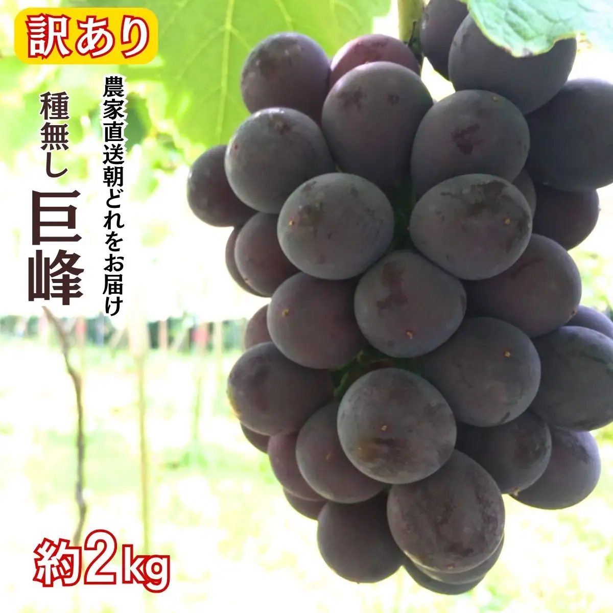 訳アリ 種無し 巨峰 約2kg | 訳あり