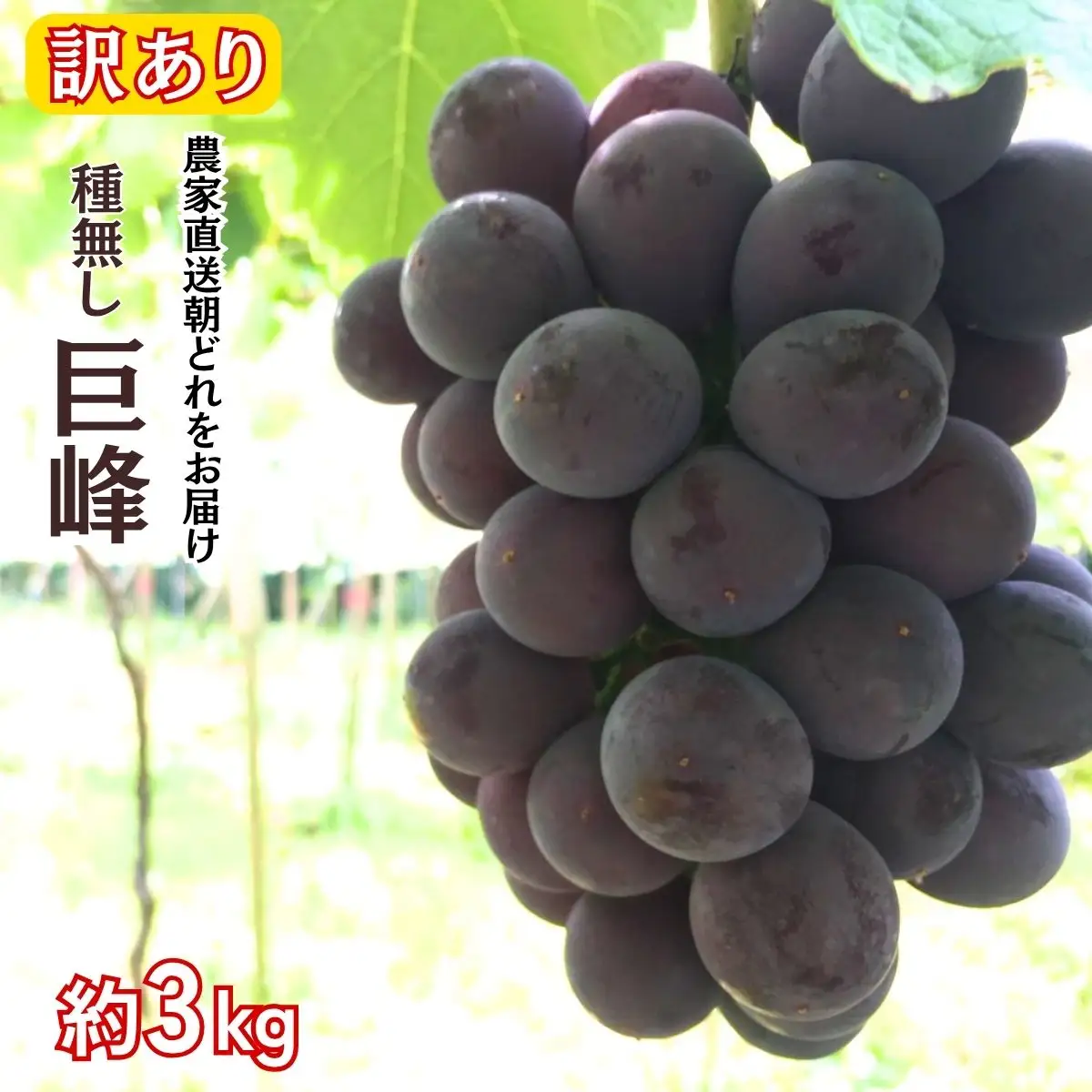 訳アリ 種無し巨峰 約3kg  | 訳あり