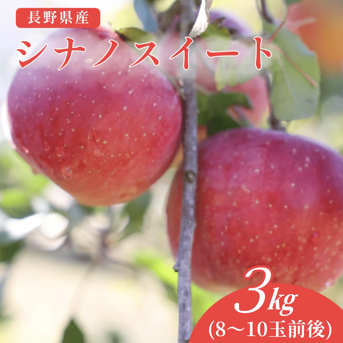佐久穂町産　シナノスイート3kg箱　贈答用［CH-116］