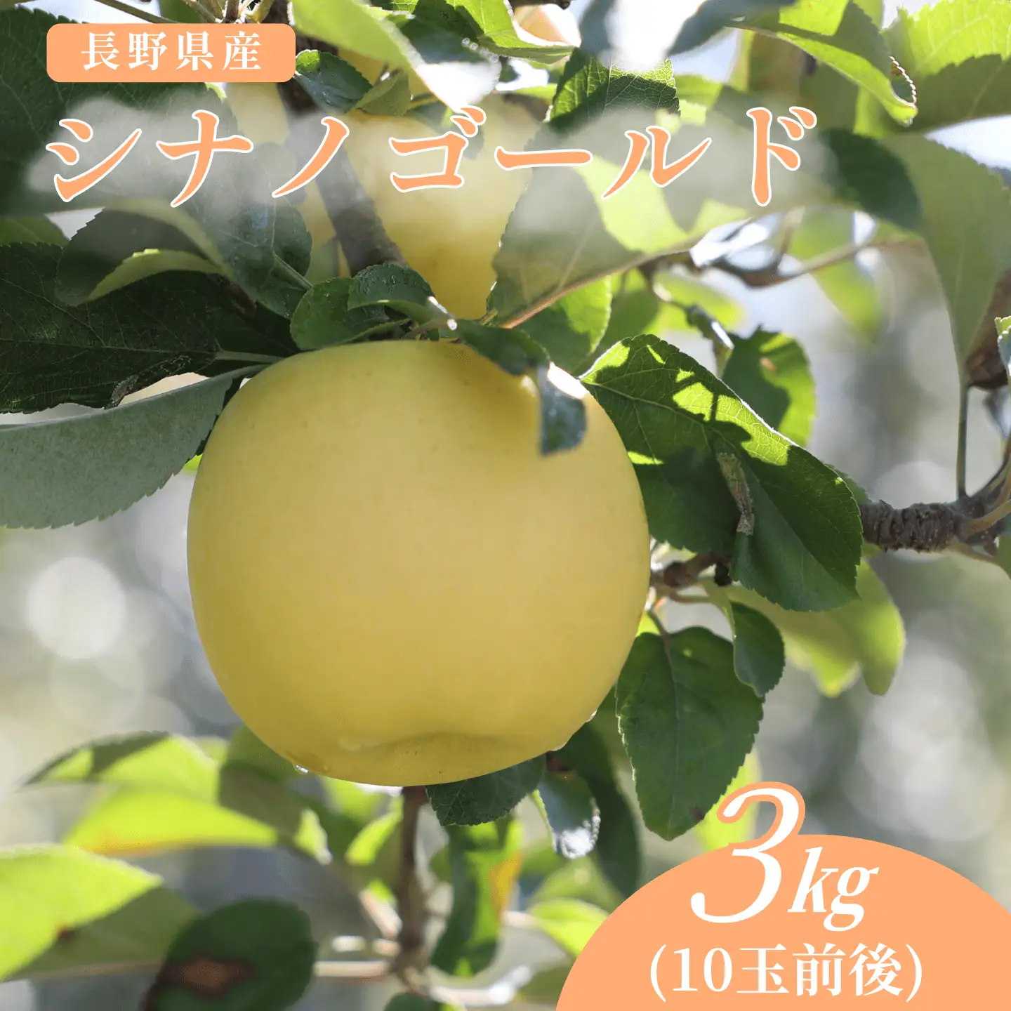 佐久穂町産　シナノゴールド3kg箱　贈答用［CH-117］