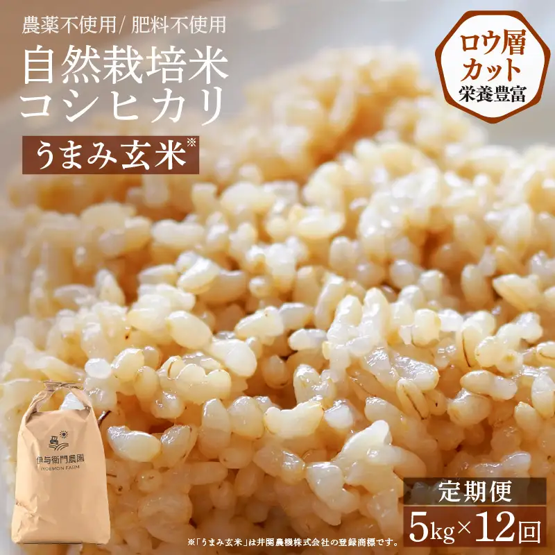 【先行予約】【令和8年産】定期便 ≪12ヶ月連続お届け≫ 自然栽培米コシヒカリ うまみ玄米5kg×12回（計60kg） 化学肥料不使用  ＜温度と湿度を常時管理し新鮮米を出荷！＞／ 高品質 鮮度抜群 福井県あわら産 ブランド米 お米 ※2026年10月下旬以降順次発送 [aw071-o008]