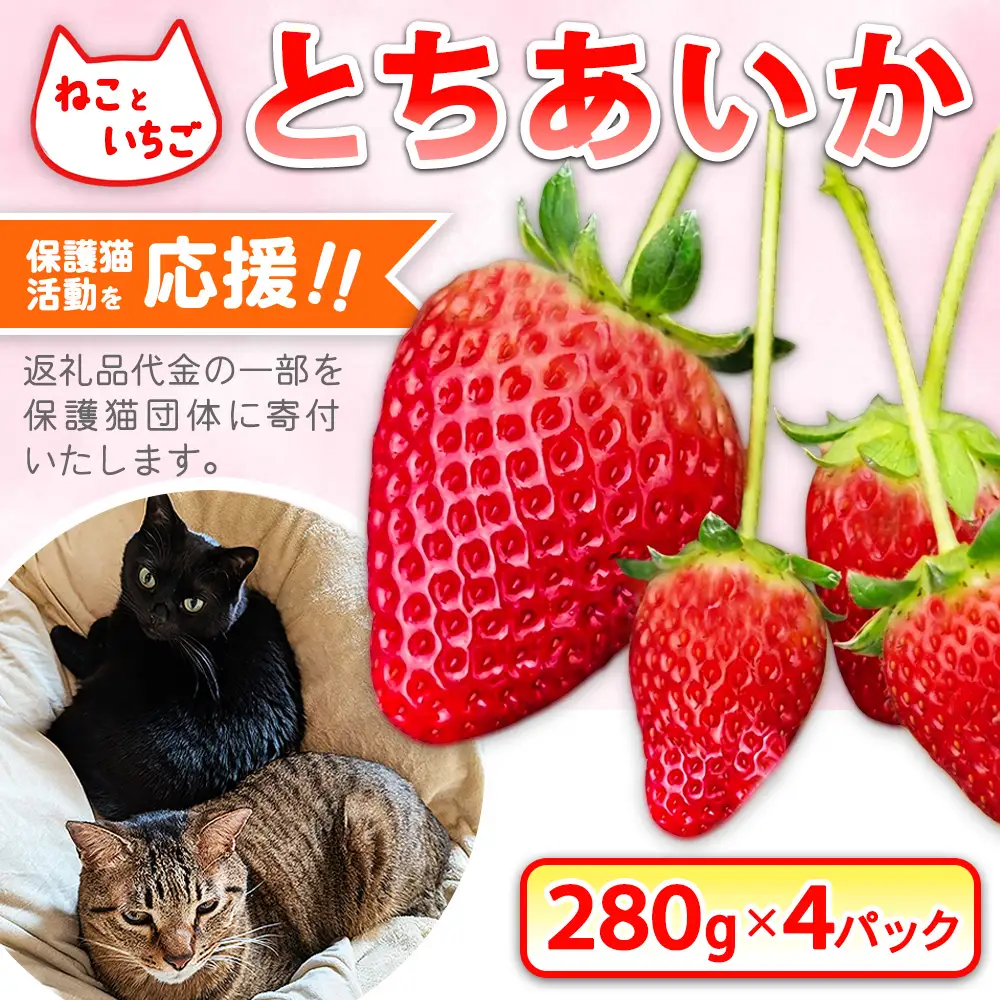 ねこといちご とちあいか280g×4パック｜いちご イチゴ 苺 栃木県 果物 フルーツ 動物　猫 ネコ CAT キャット 保護 愛護 支援 ※2026年12月～発送