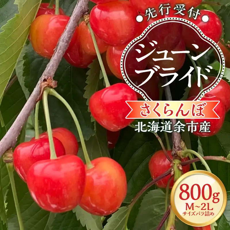 【2027年産 先行予約】＜北海道余市産＞さくらんぼ「ジューンブライド」（M～2Lサイズバラ詰め）400g×2パック_Y103-0052