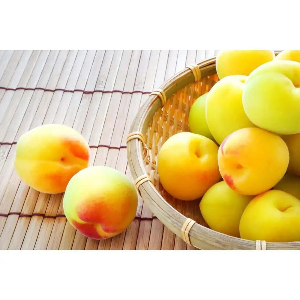 ［梅干・梅酒用］大玉4Lサイズ約10kg熟南高 生梅 ＜2027年6月上旬～7月中旬発送予定＞［ART22］