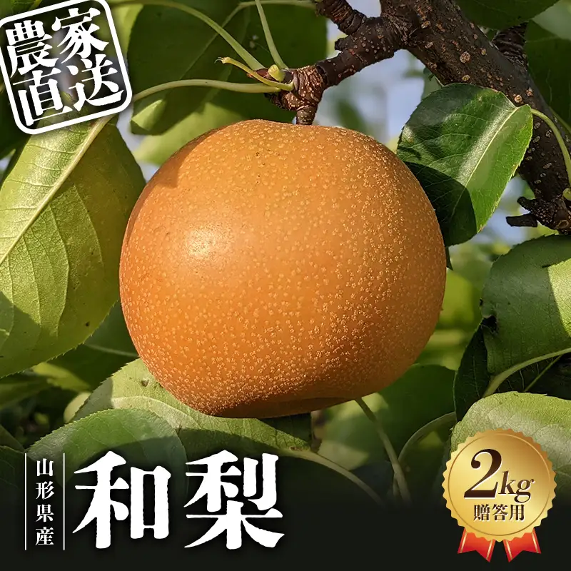 【2027年先行予約】農家直送「和梨2kg」贈答用 FSY-2681