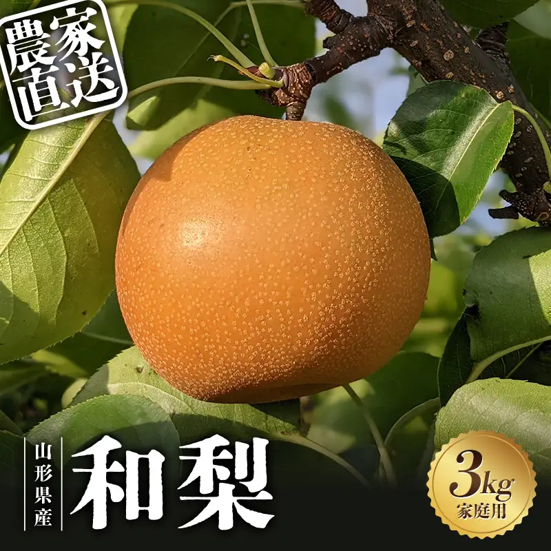 【2027年先行予約】農家直送「和梨3kg」家庭用 FSY-2683