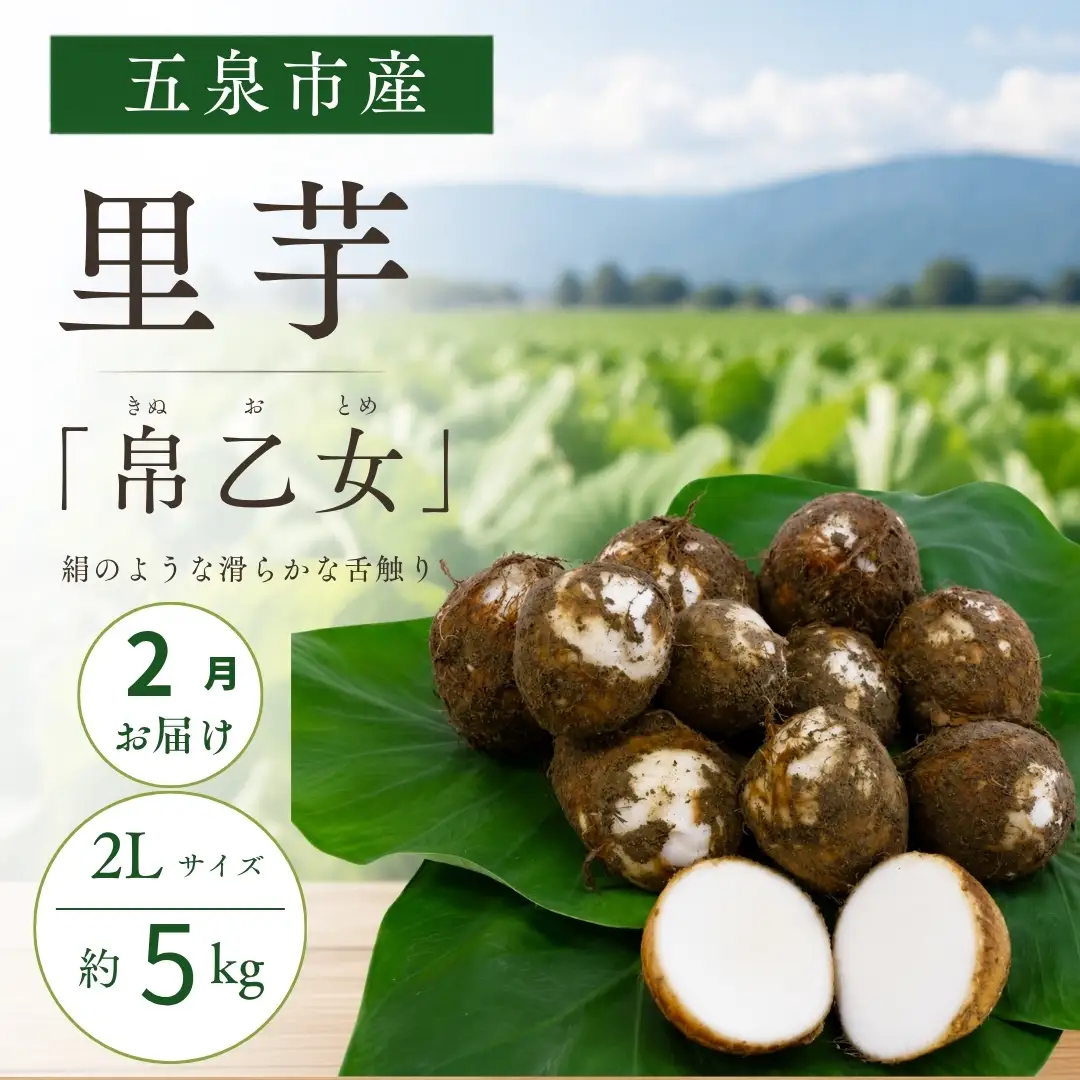 【2月お届け】さといも 帛乙女 きぬおとめ 2L 5kg 五泉ブランド 里芋 新潟｜サトイモ