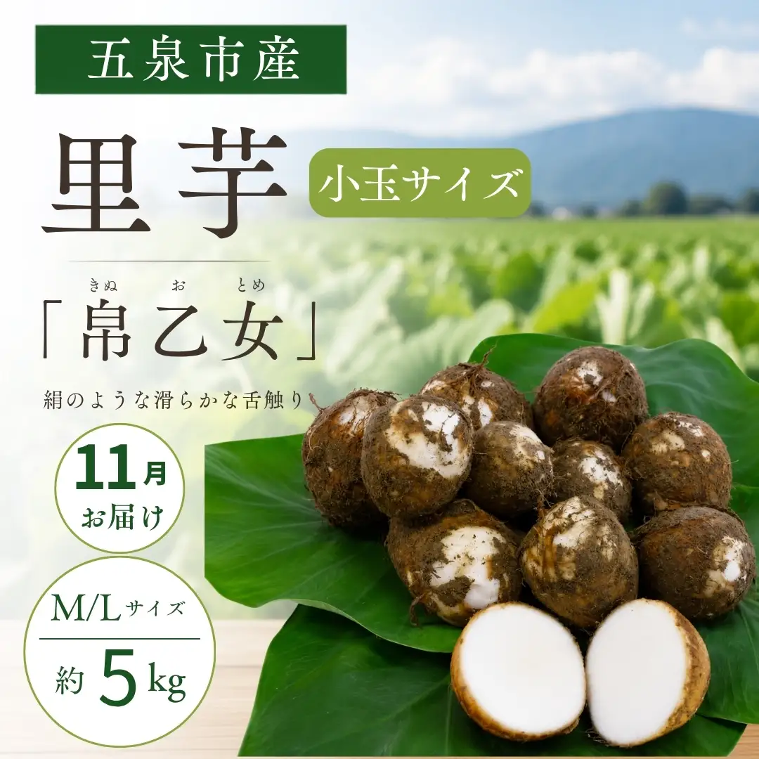 【11月お届け】さといも 帛乙女 小玉 5kg M・L 五泉ブランド 里芋 新潟｜サトイモ