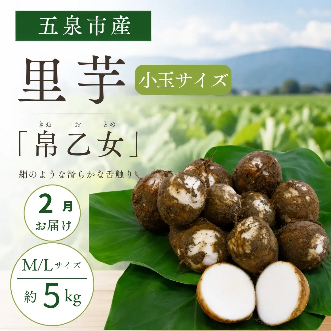 【2月お届け】さといも 帛乙女 小玉 5kg 新潟 五泉ブランド｜さといも 里芋 サトイモ