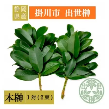 静岡県産掛川市　出世榊　本榊　純国産　さかき1対(2束)※1日交換に間に合うように配送【配送不可地域：離島・沖縄県】【1717136】