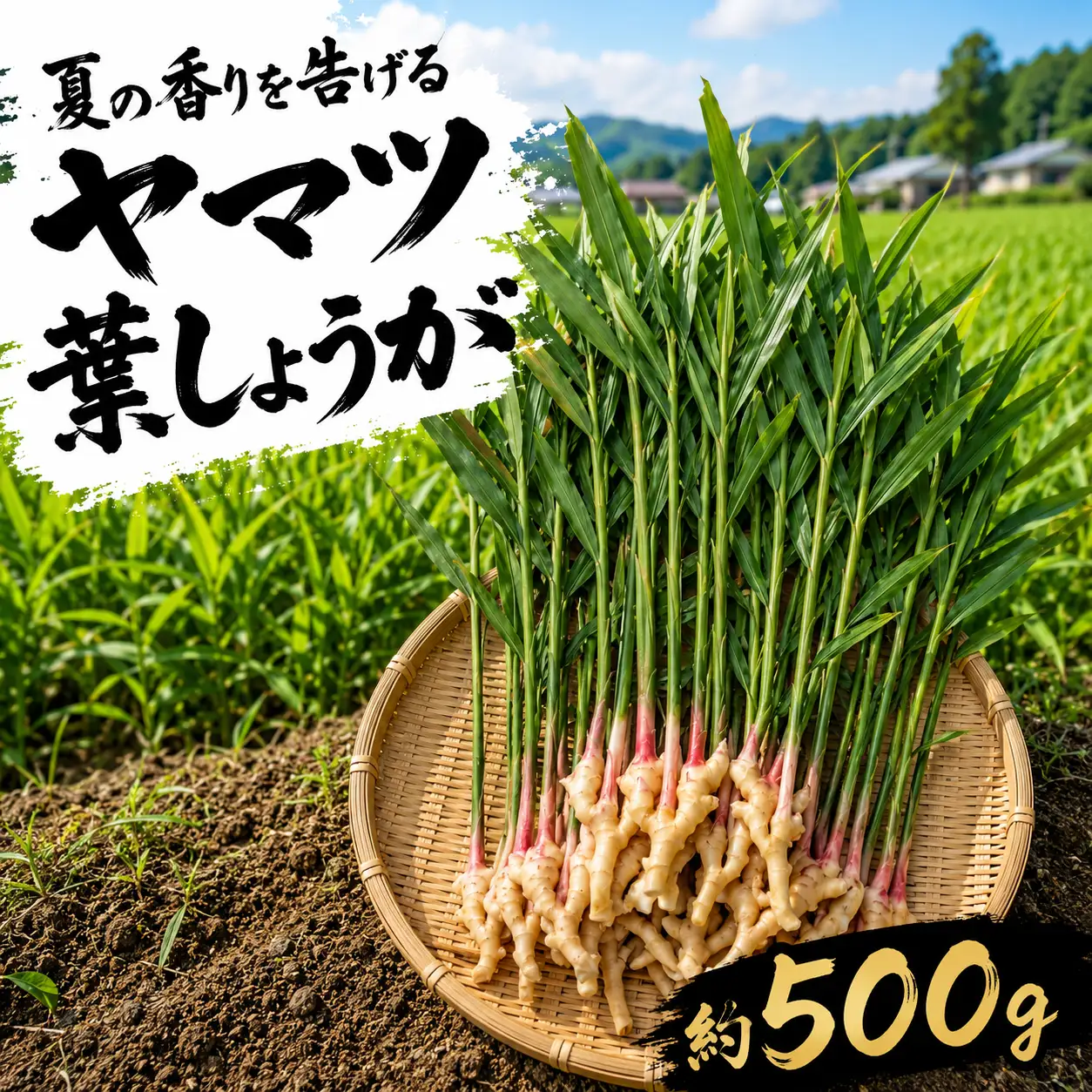 【満天☆青空レストランでご紹介】 ヤマツ 葉しょうが 500g 野菜 農産物 旬 新鮮 産地直送 冷蔵発送 みしまるかん JA 国産 葉ショウガ しょうが ショウガ 生姜 箱根西麓三島野菜 静岡県 三島市