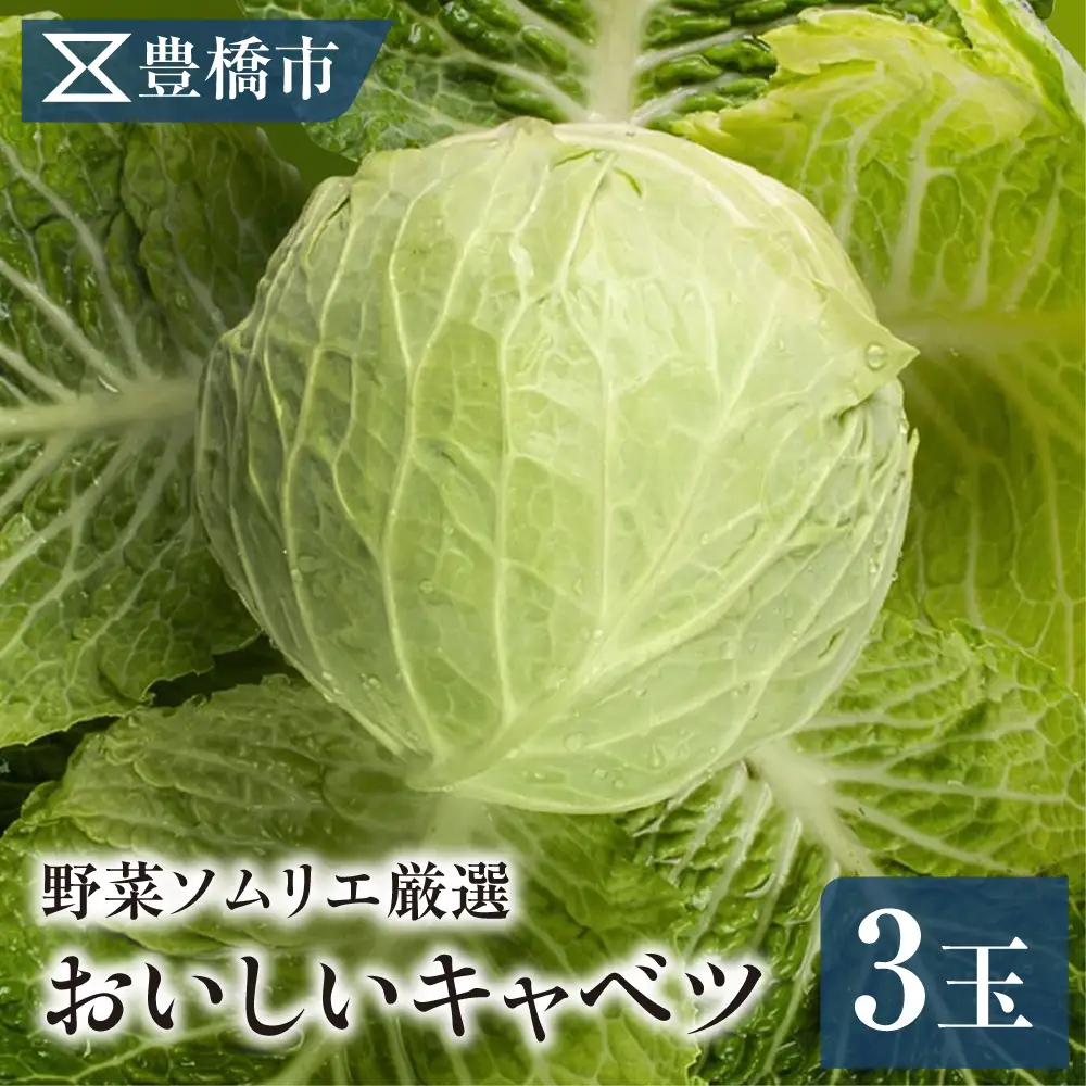 《先行予約》豊橋市産 キャベツ 3玉（計3.5kg） 産地直送
