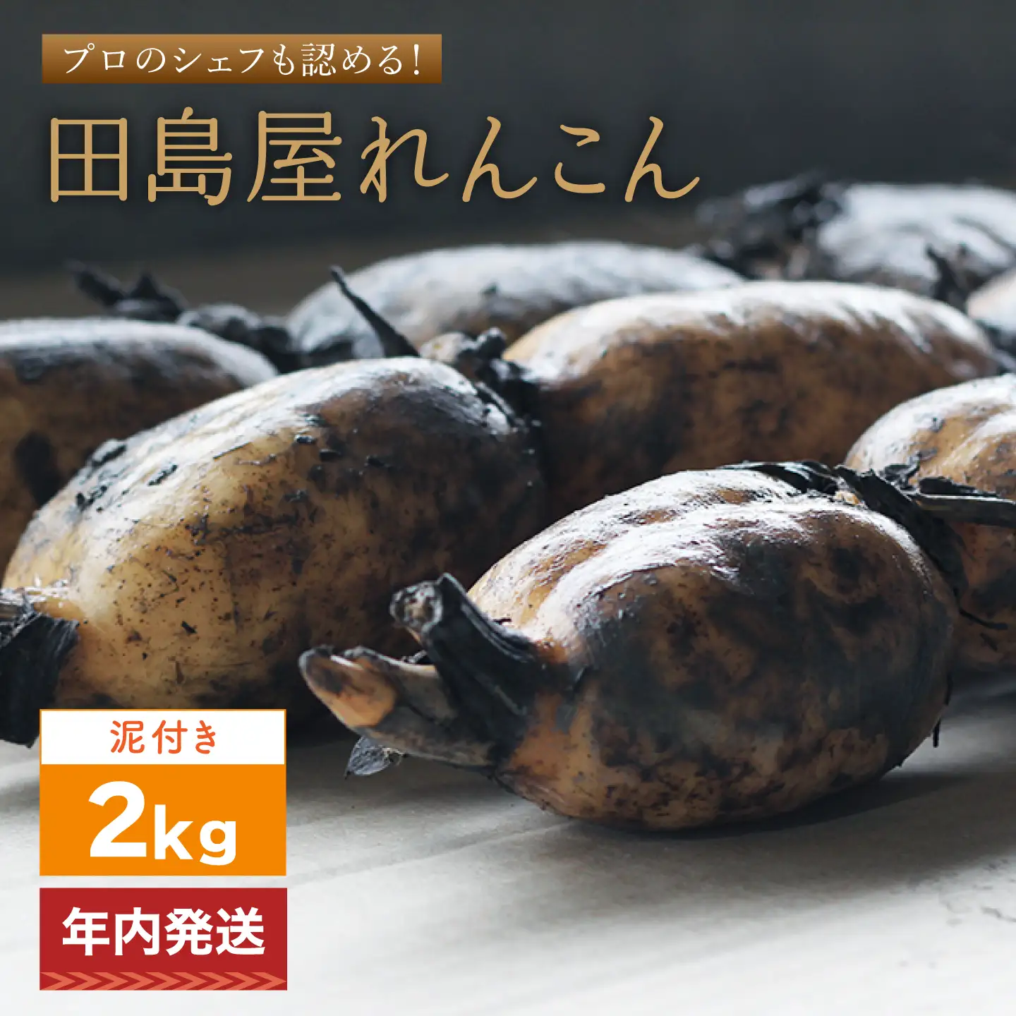 【年内発送】れんこん2kg（泥付き）[IAV010]
