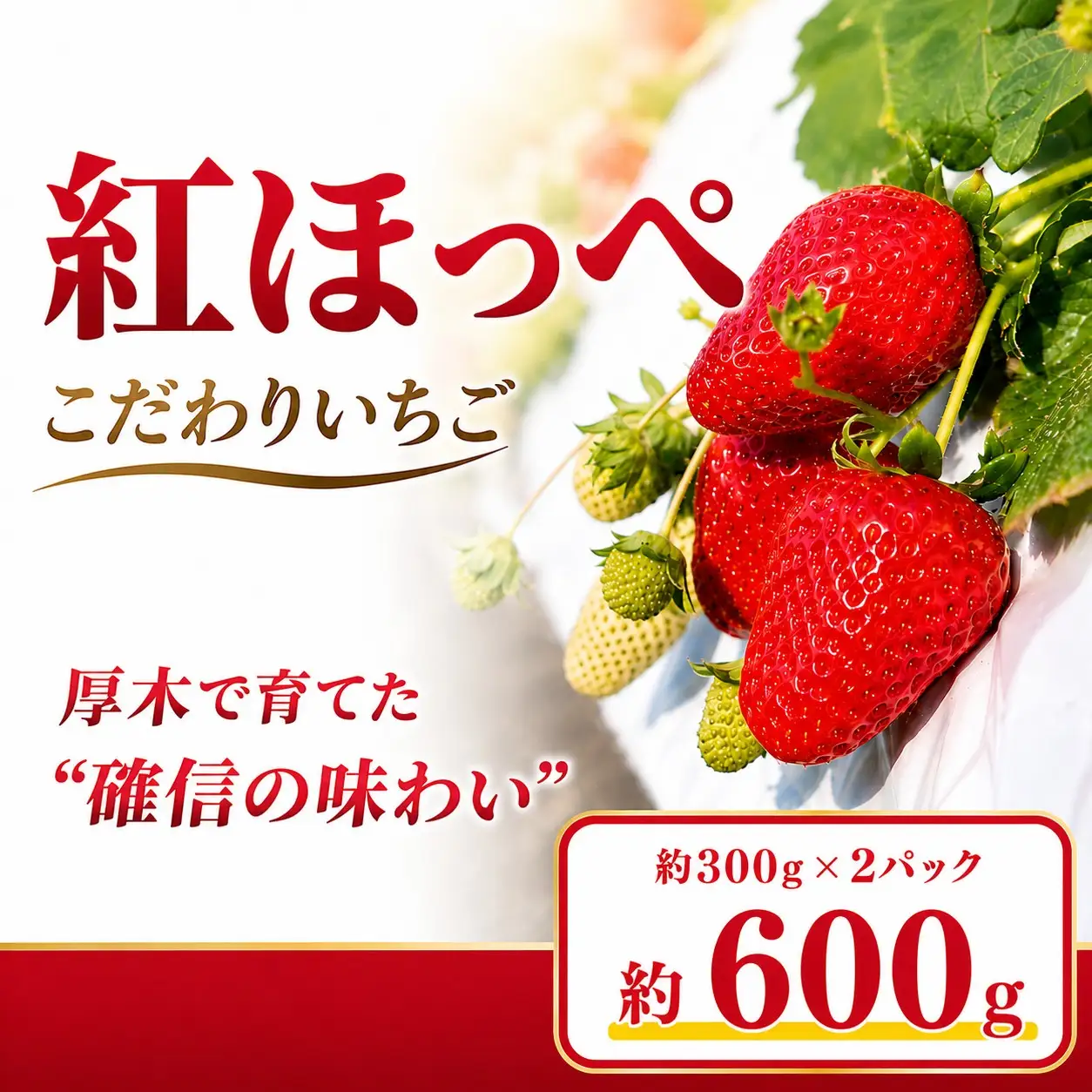 【先行予約】 いちご 紅ほっぺ イチゴ 苺 約 600g 数量限定