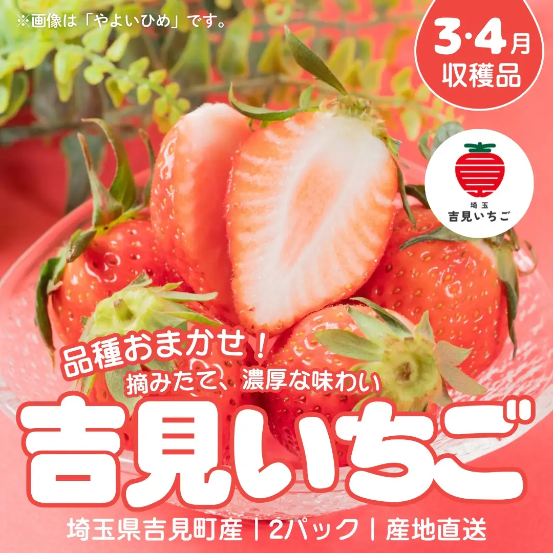 【3～4月収穫分】埼玉県吉見町 吉見いちご【品種おまかせ】2パック｜いちご 産地直送