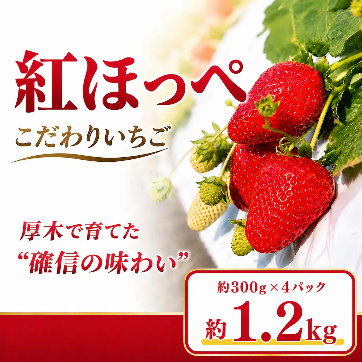 【先行予約】 いちご 紅ほっぺ イチゴ 苺 約 1.2kg 数量限定