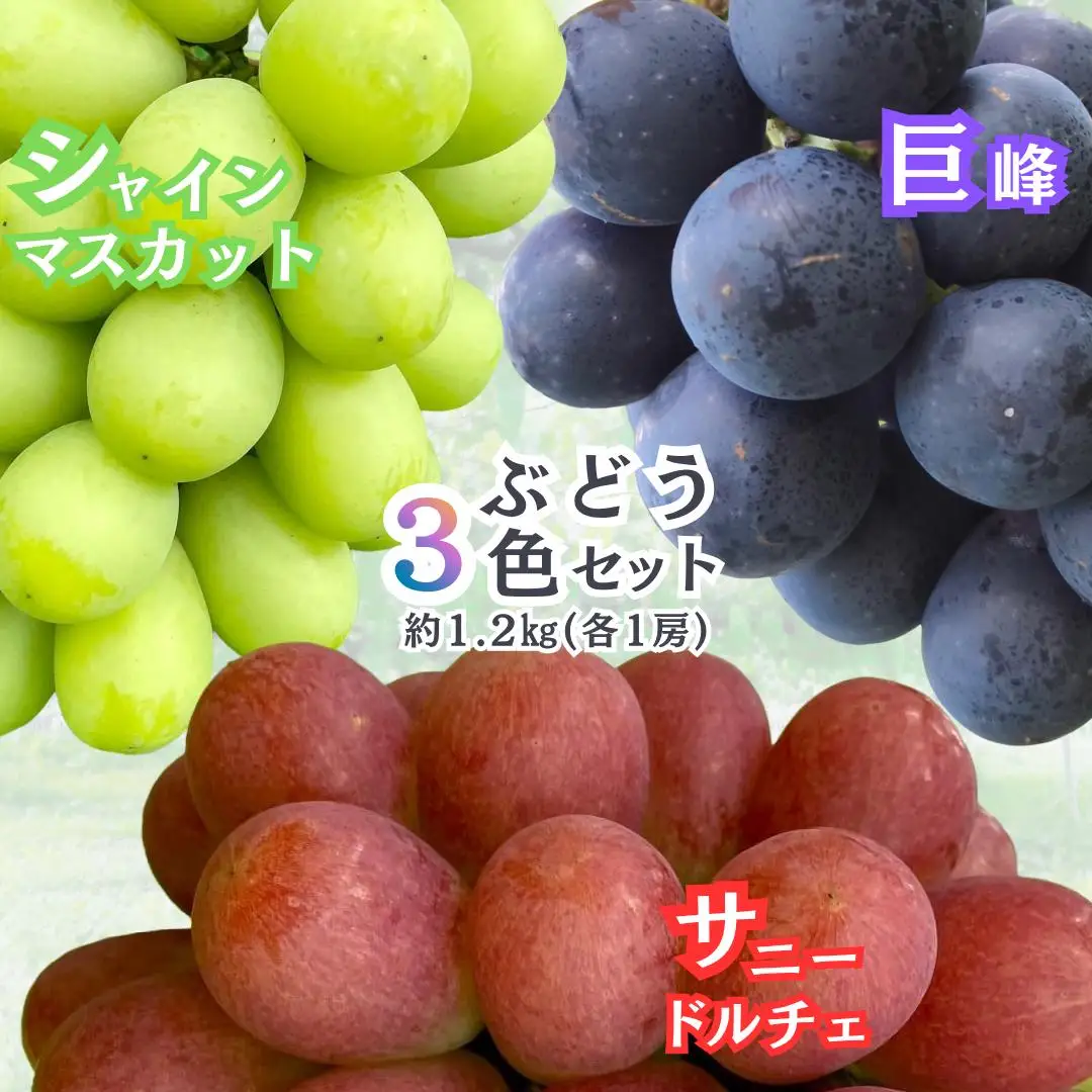 gems.grape ぶどう三色セット（黒、緑、赤）B 約1.2kg以上 巨峰