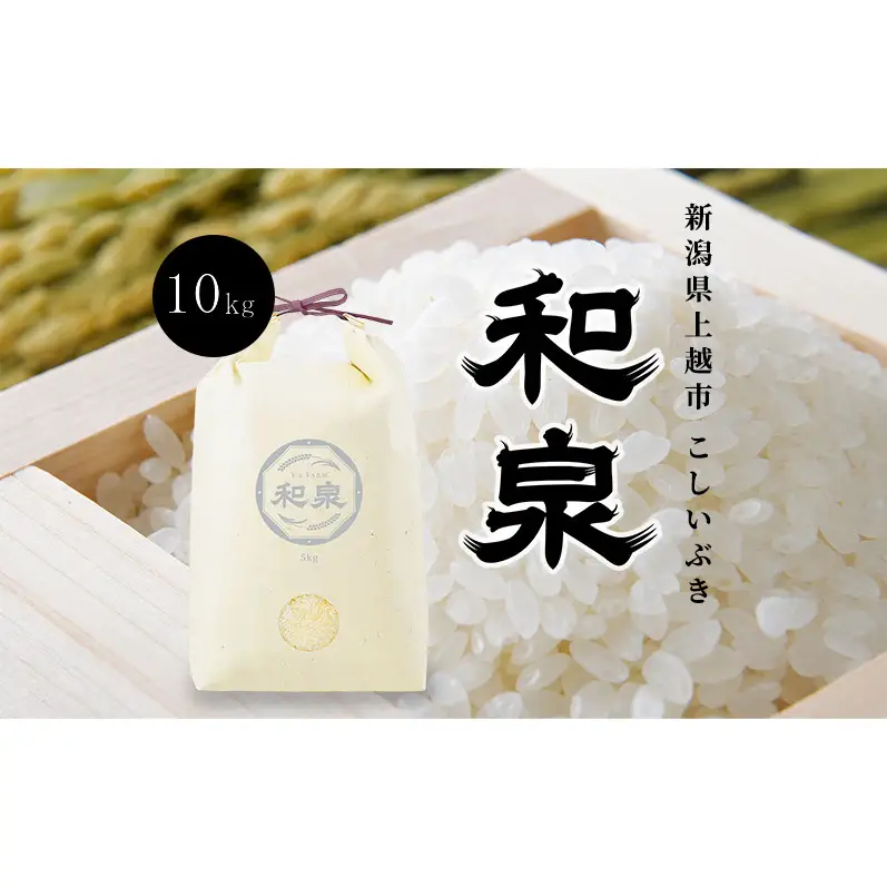 先行予約 新米 令和8年 新潟県 上越産 こしいぶき 10kg （5kg×2袋） 和泉 ワイズファーム 上越市 精米 米 ギフト 喜ばれる