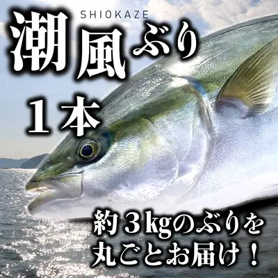 うすき産潮風ぶり・1本丸ごと（約3kg弱）