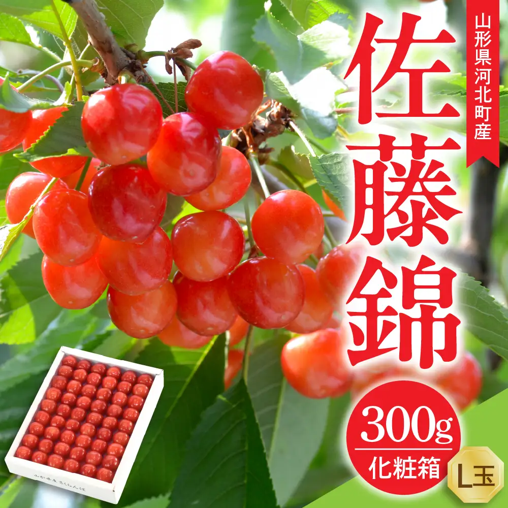 令和9年産 さくらんぼ 佐藤錦 特秀品 300g さくらんぼ