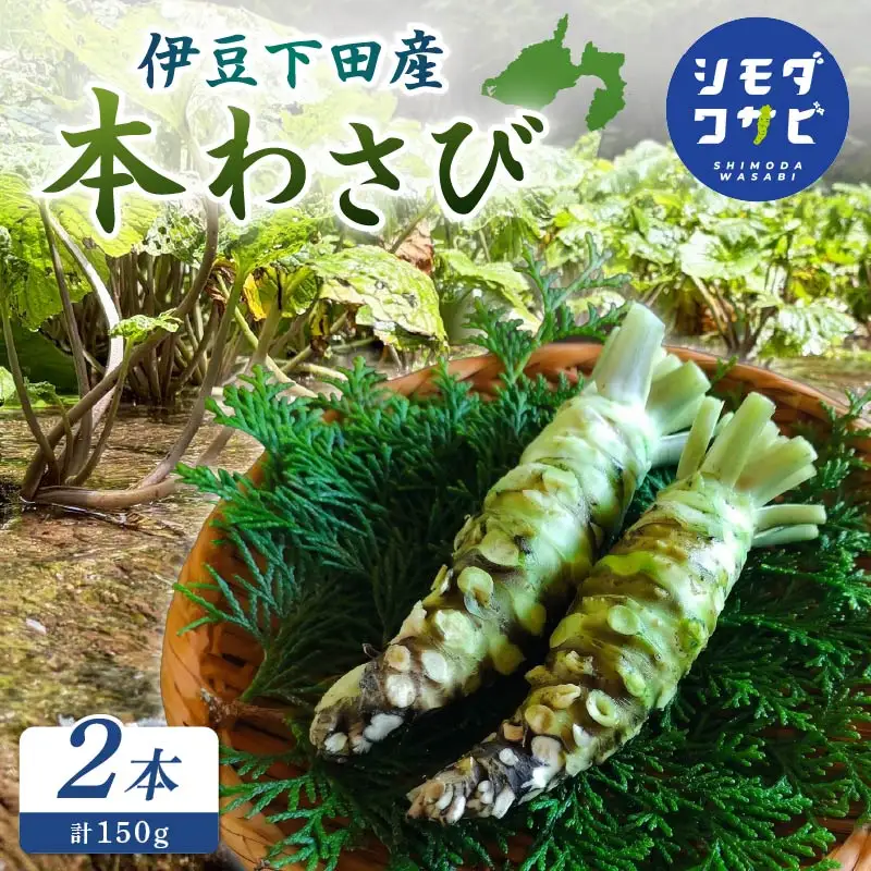わさび 伊豆 下田 本わさび 2本 150g ワサビ