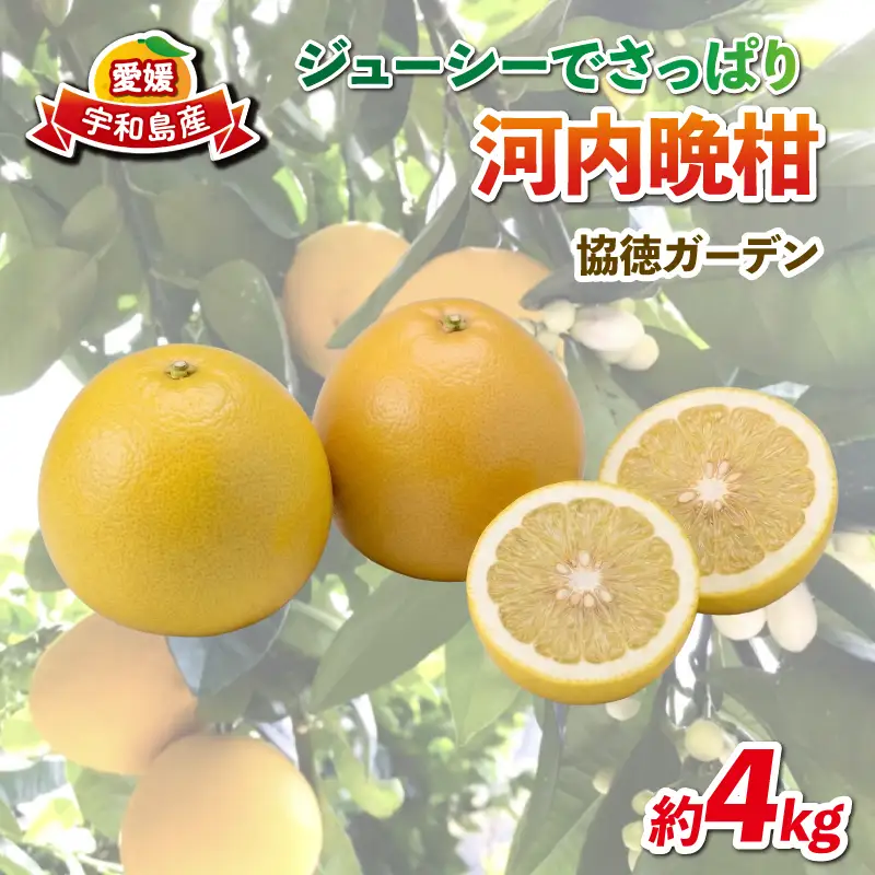 河内晩柑 4kg