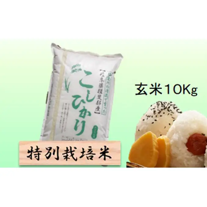 特別栽培米 【 令和8年産 】 玄米 10kg 【 コシヒカリ 】
