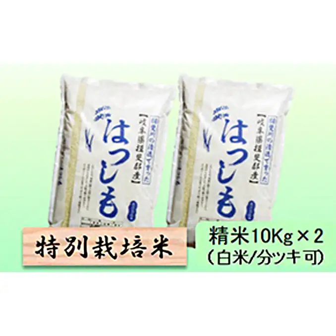 特別栽培米 【 令和8年産 】 精米 20kg（白米/5分/7分ツキ可）【 ハツシモ 】玄米は別に出品