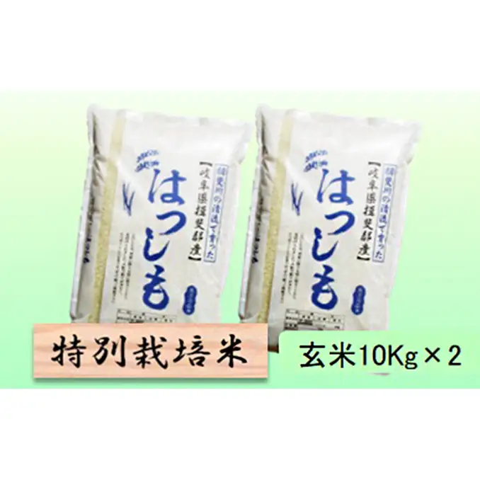 特別栽培米 【 令和8年産 】 玄米 20kg【 ハツシモ 】