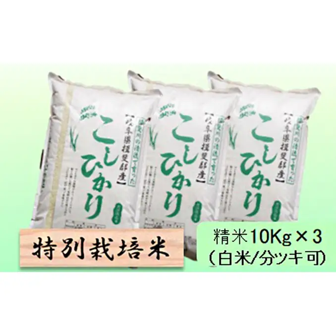 特別栽培米 【 令和8年産 】 精米 30kg（白米/5分/7分ツキ可）【 コシヒカリ 】玄米は別に出品