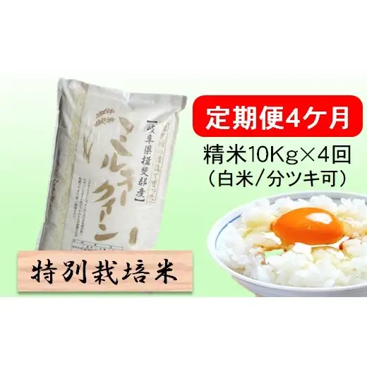 定期便 4カ月【 令和8年産 】毎月  精米 10kg（ 白米 /7分/ 5分 ツキ可）【 ミルキークイーン 】玄米は別に出品