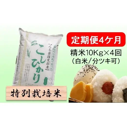 定期便 4カ月【 令和8年産 】毎月  精米 10kg（ 白米 /7分/ 5分 ツキ可）【 コシヒカリ 】玄米は別に出品