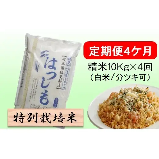定期便 4カ月【 令和8年産 】毎月  精米 10kg（ 白米 /7分/ 5分 ツキ可）【 ハツシモ 】玄米は別に出品