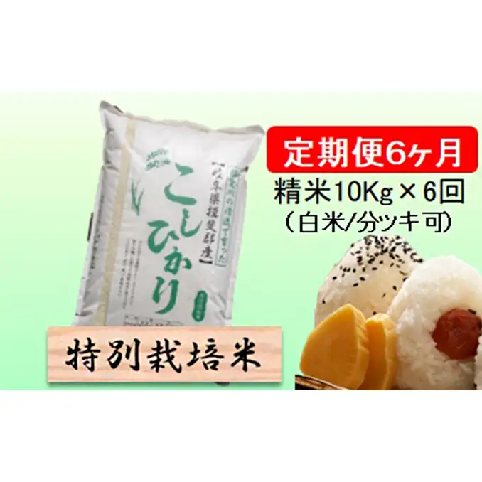 定期便 6カ月【 令和8年産 】毎月  精米 10kg（ 白米 /7分/ 5分 ツキ可）【 コシヒカリ 】玄米は別に出品