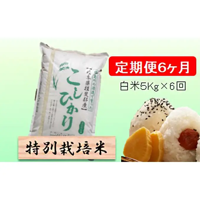 定期便 6カ月【 令和8年産 】毎月  白米 5kg【 コシヒカリ 】