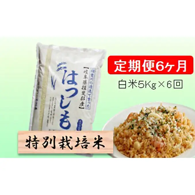 定期便 6カ月【 令和8年産 】毎月  白米 5kg【 ハツシモ 】